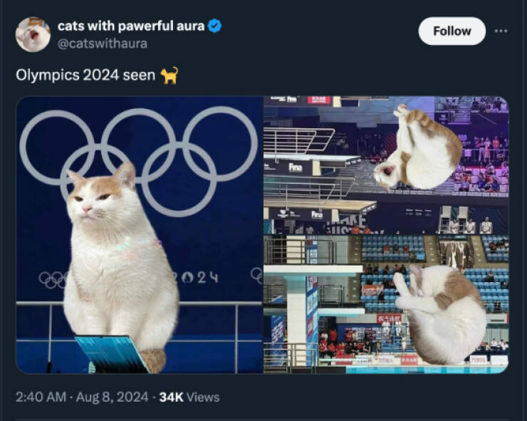 Purr-fectly Funny Cat Photos To Make You Laugh