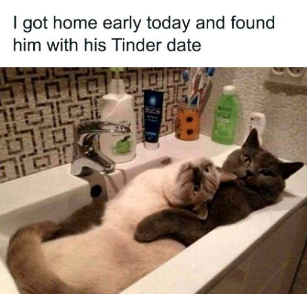 Purr-fectly Funny Cat Photos To Make You Laugh