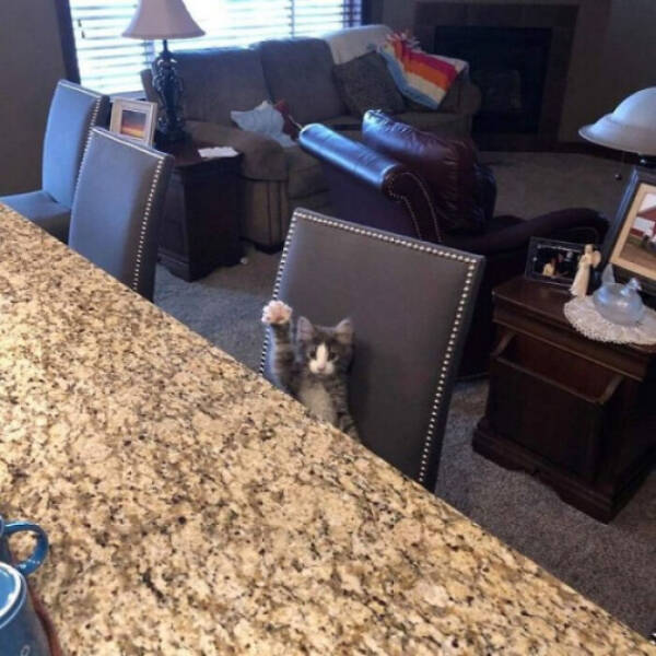 Purr-fectly Funny Cat Photos To Make You Laugh