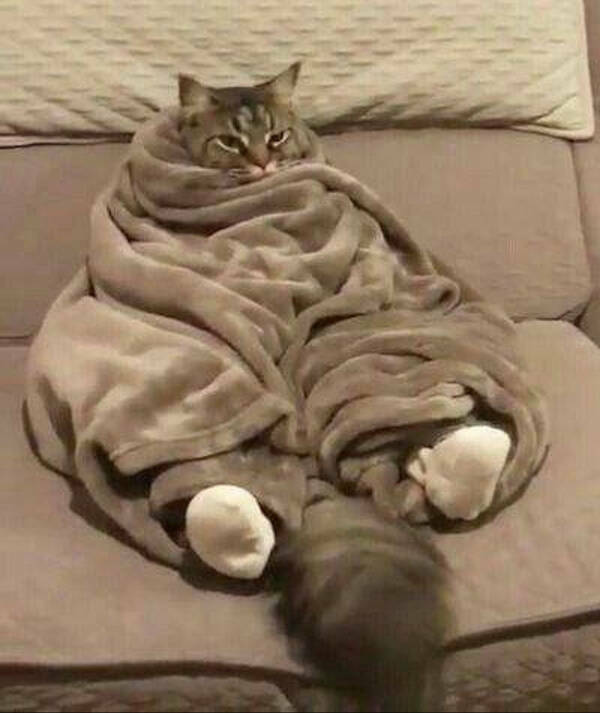 Purr-fectly Funny Cat Photos To Make You Laugh