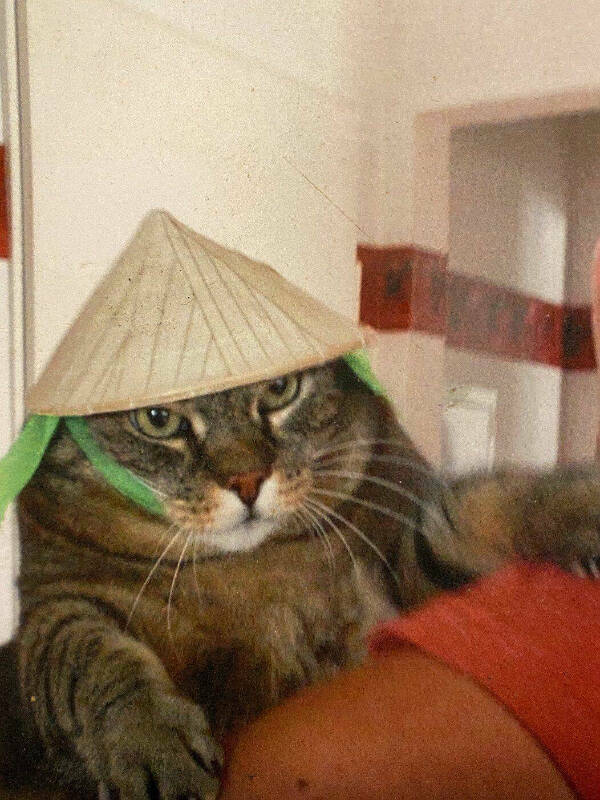 Purr-fectly Funny Cat Photos To Make You Laugh