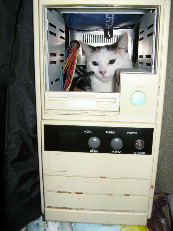 Purr-fectly Funny Cat Photos To Make You Laugh