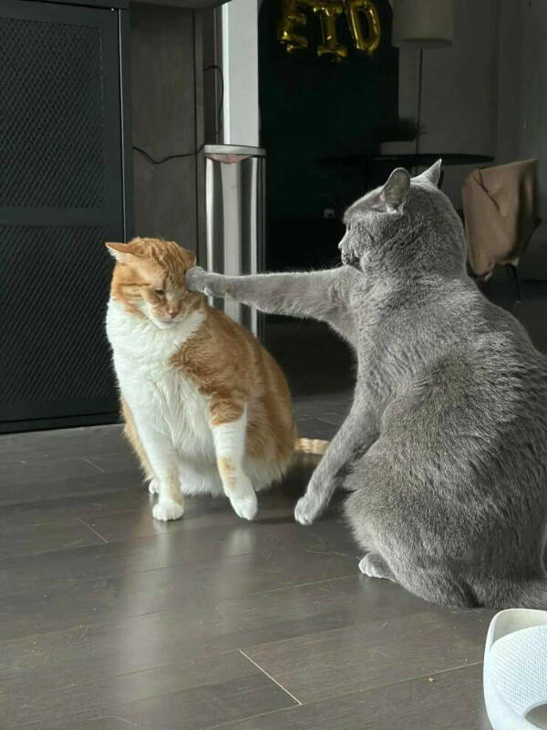 Purr-fectly Funny Cat Photos To Make You Laugh