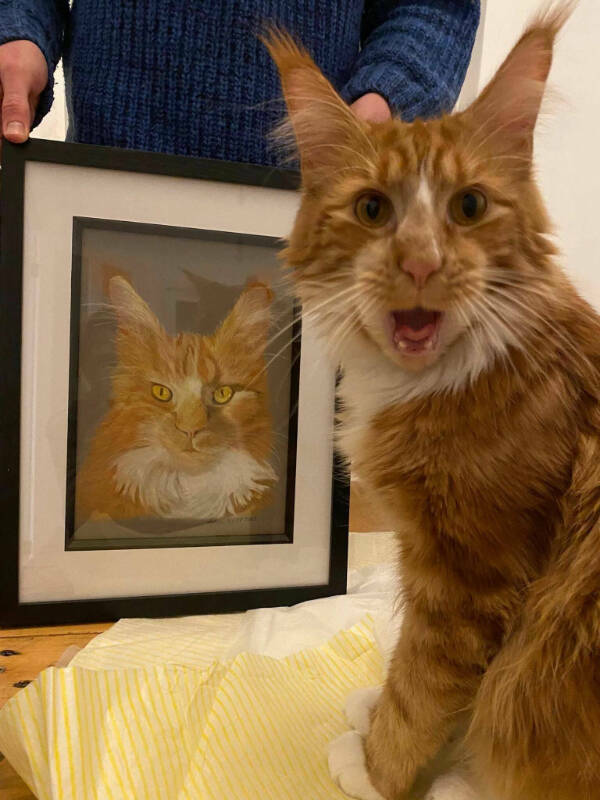 Purr-fectly Funny Cat Photos To Make You Laugh