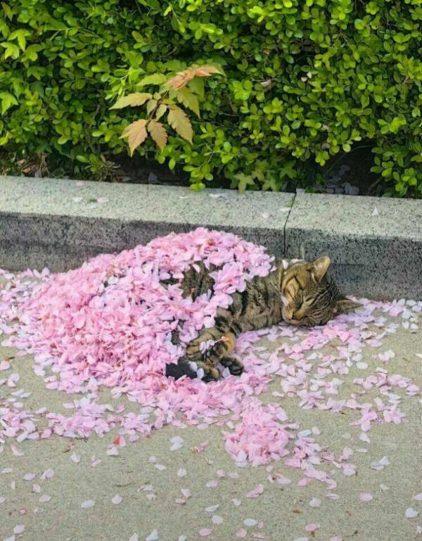 Purr-fectly Funny Cat Photos To Make You Laugh