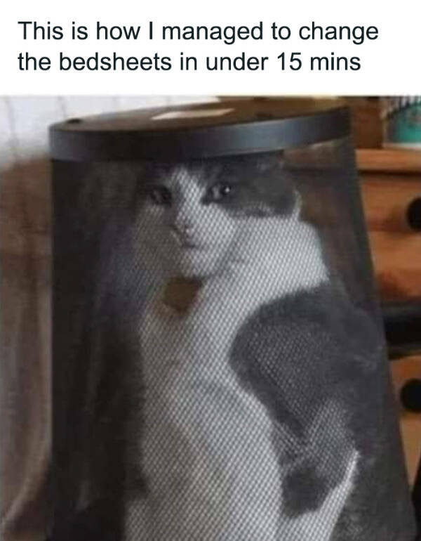 Purr-fectly Funny Cat Photos To Make You Laugh