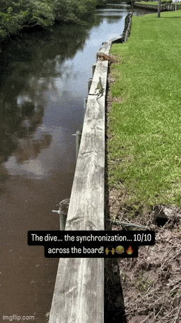 Daily Gifdump