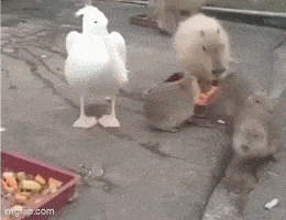Daily Gifdump