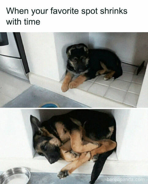 Heartwarming Dog Memes To Brighten Your Day