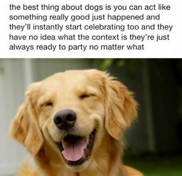 Heartwarming Dog Memes To Brighten Your Day