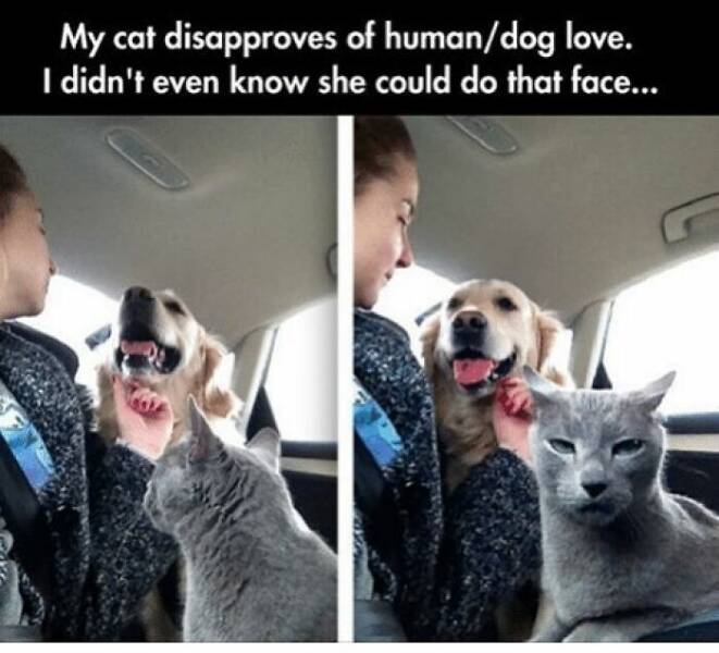 Heartwarming Dog Memes To Brighten Your Day