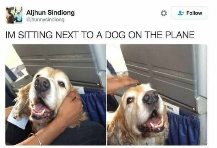 Heartwarming Dog Memes To Brighten Your Day