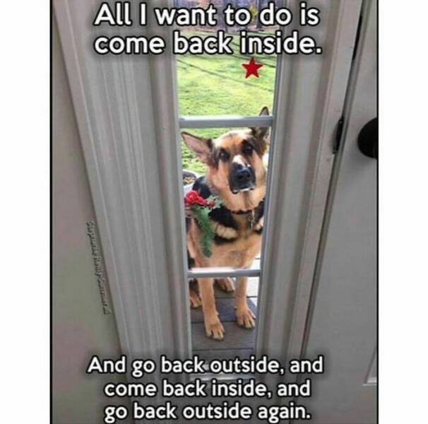 Heartwarming Dog Memes To Brighten Your Day