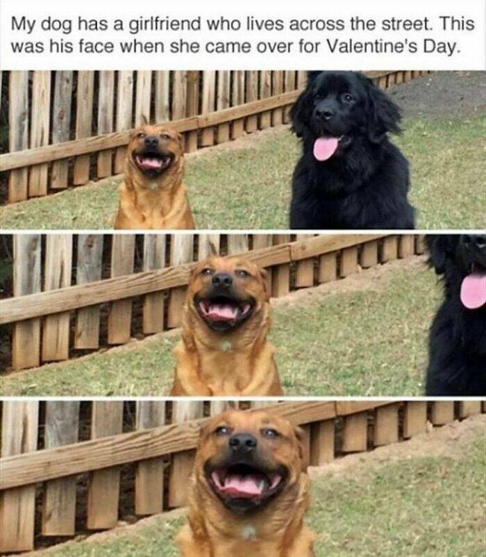 Heartwarming Dog Memes To Brighten Your Day