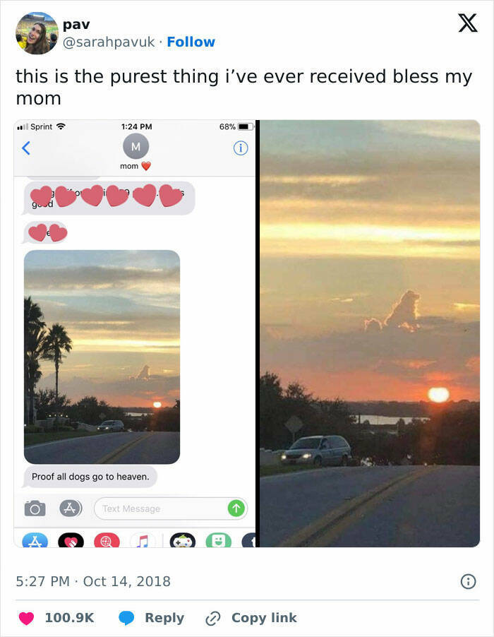 Heartwarming Dog Memes To Brighten Your Day