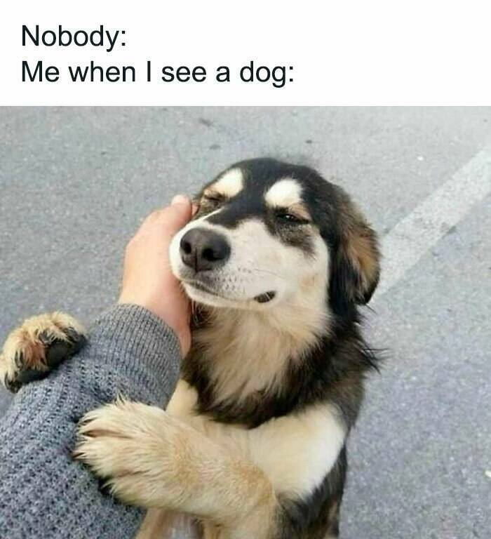 Heartwarming Dog Memes To Brighten Your Day