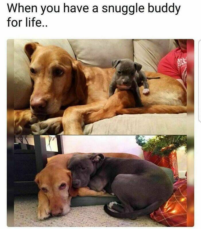 Heartwarming Dog Memes To Brighten Your Day