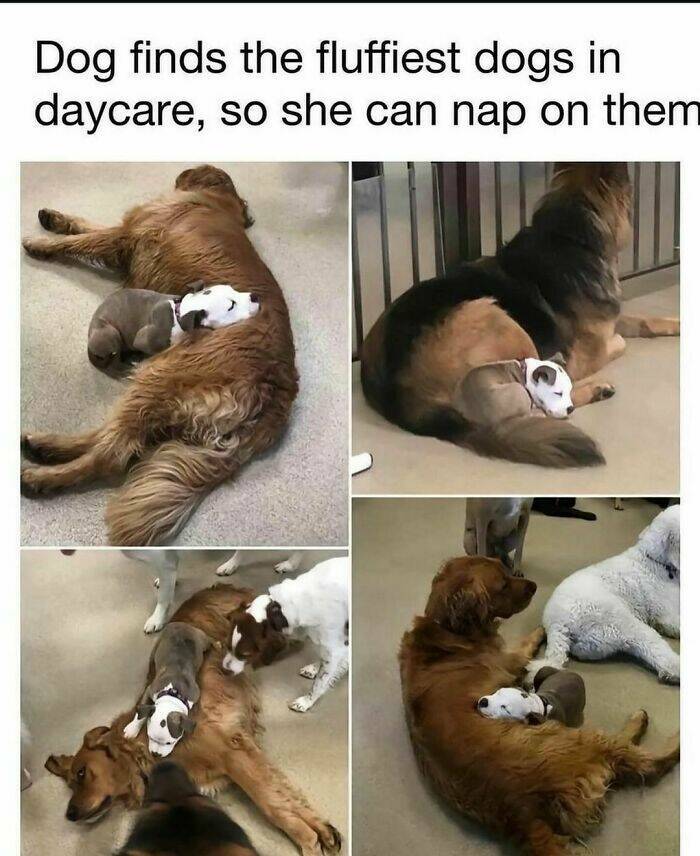 Heartwarming Dog Memes To Brighten Your Day