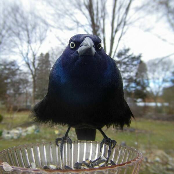 Hidden Camera On Bird Feeder Reveals Fascinating Backyard Wildlife