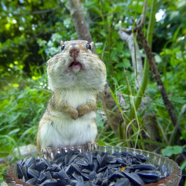 Hidden Camera On Bird Feeder Reveals Fascinating Backyard Wildlife