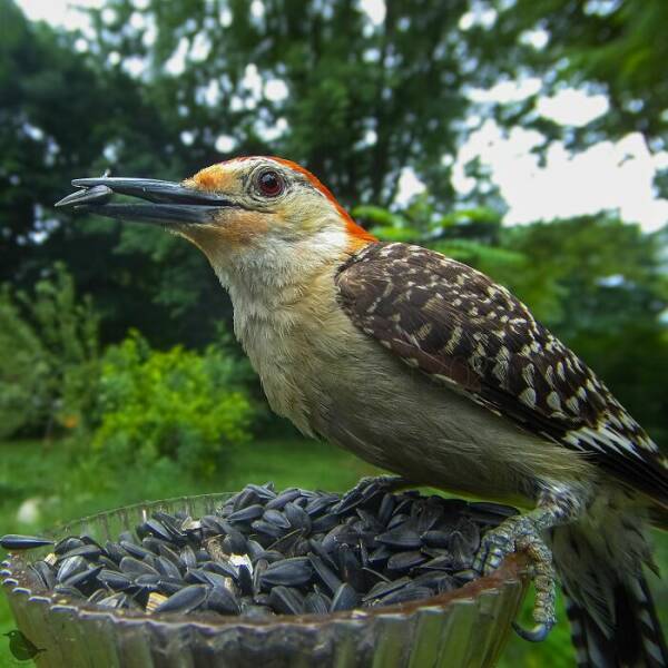 Hidden Camera On Bird Feeder Reveals Fascinating Backyard Wildlife