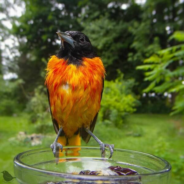 Hidden Camera On Bird Feeder Reveals Fascinating Backyard Wildlife