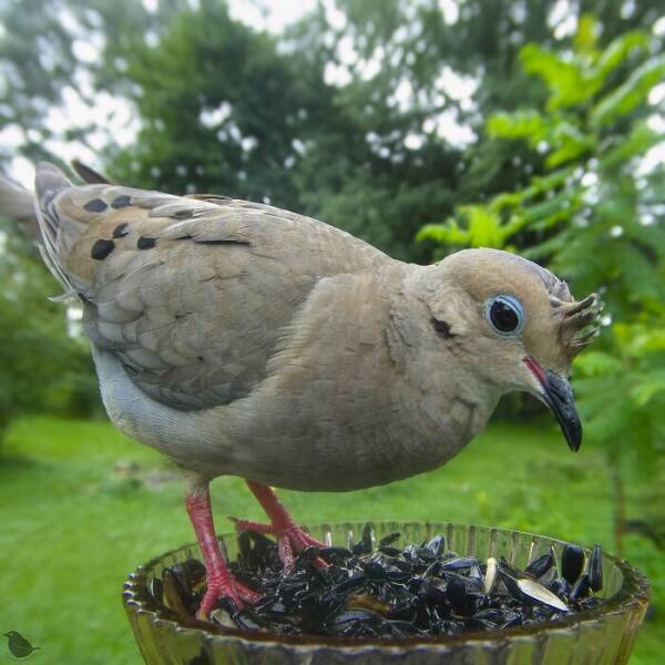 Hidden Camera On Bird Feeder Reveals Fascinating Backyard Wildlife