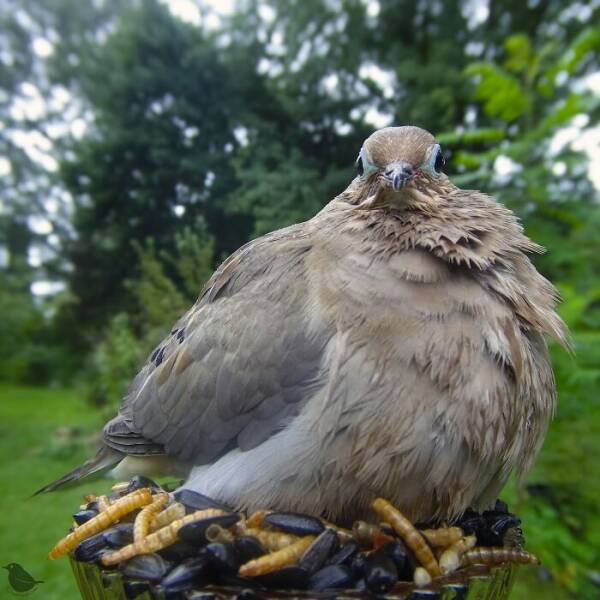 Hidden Camera On Bird Feeder Reveals Fascinating Backyard Wildlife