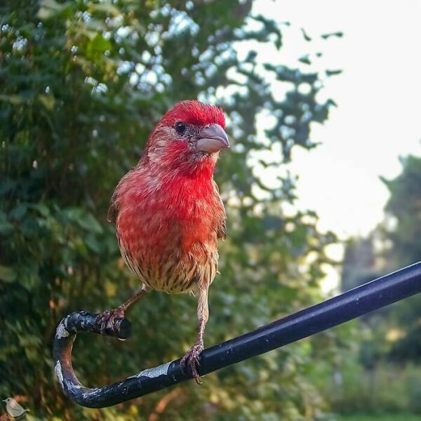 Hidden Camera On Bird Feeder Reveals Fascinating Backyard Wildlife