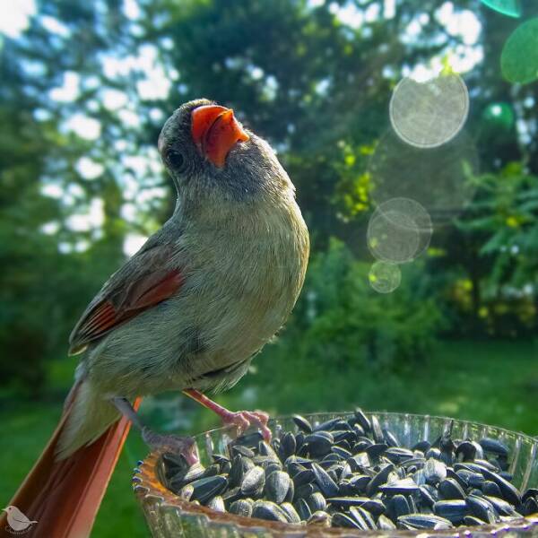 Hidden Camera On Bird Feeder Reveals Fascinating Backyard Wildlife