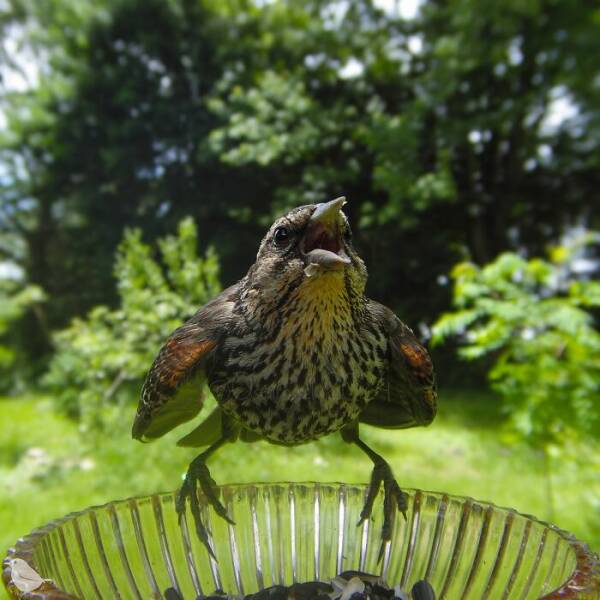 Hidden Camera On Bird Feeder Reveals Fascinating Backyard Wildlife