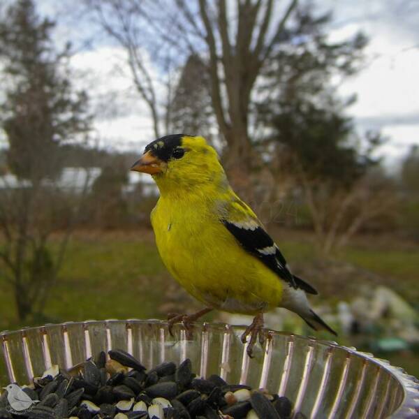 Hidden Camera On Bird Feeder Reveals Fascinating Backyard Wildlife