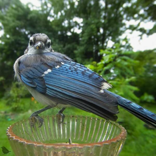 Hidden Camera On Bird Feeder Reveals Fascinating Backyard Wildlife