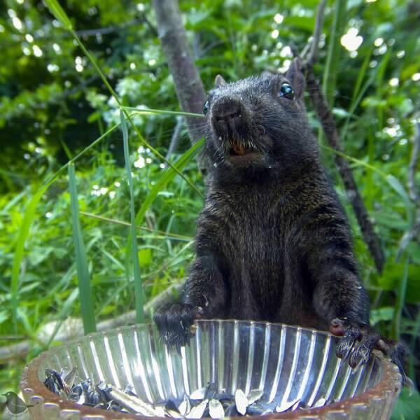 Hidden Camera On Bird Feeder Reveals Fascinating Backyard Wildlife