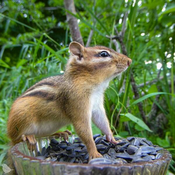 Hidden Camera On Bird Feeder Reveals Fascinating Backyard Wildlife