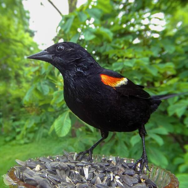 Hidden Camera On Bird Feeder Reveals Fascinating Backyard Wildlife