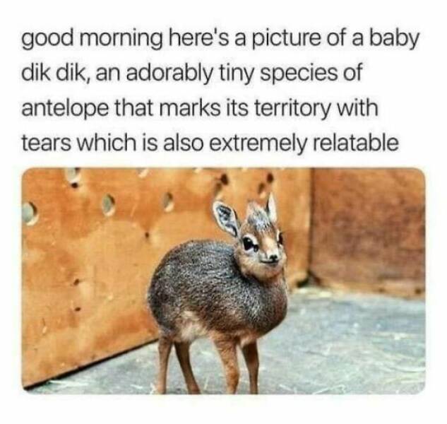 Funny And Adorable Animal Memes For Instant Joy Funny And Adorable Animal Memes For Instant Joy
