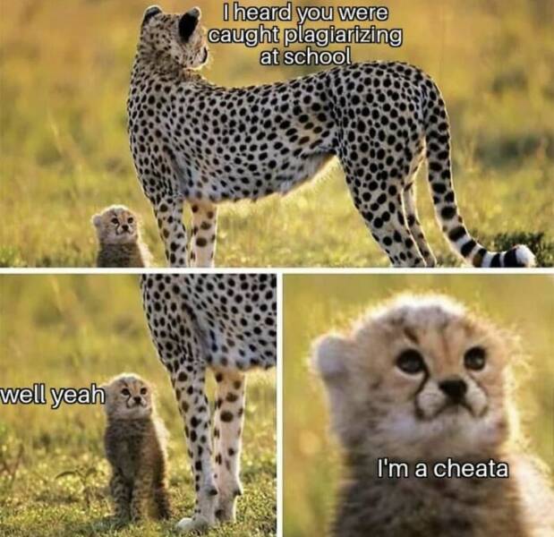 Funny And Adorable Animal Memes For Instant Joy Funny And Adorable Animal Memes For Instant Joy