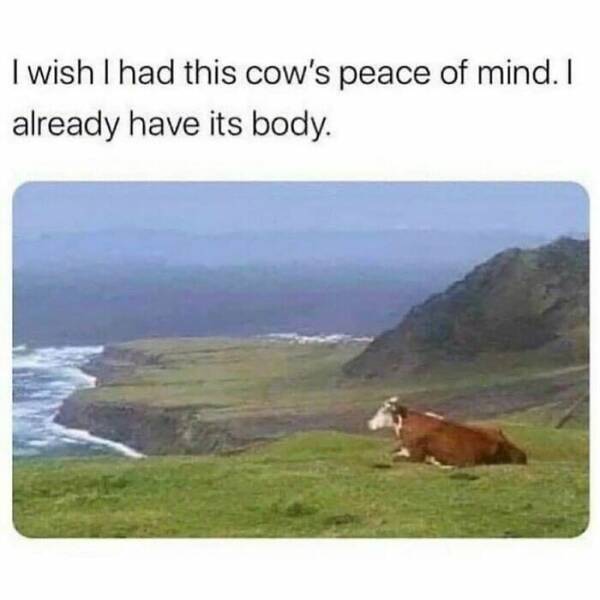 Funny And Adorable Animal Memes For Instant Joy Funny And Adorable Animal Memes For Instant Joy