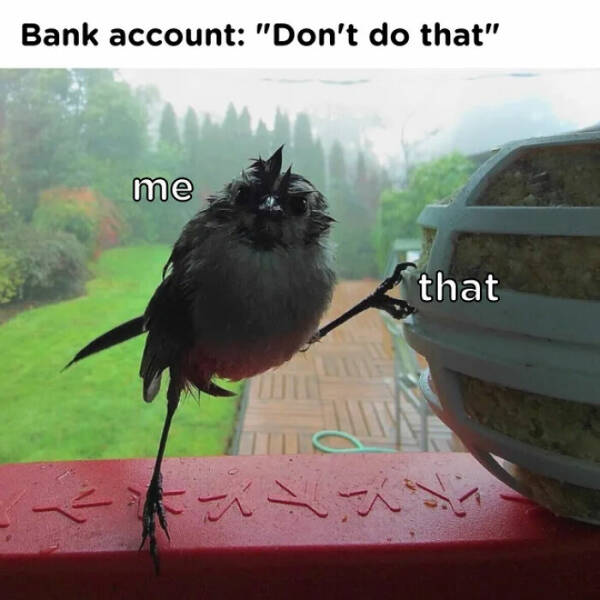 Funny And Adorable Animal Memes For Instant Joy Funny And Adorable Animal Memes For Instant Joy
