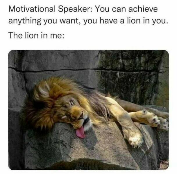 Funny And Adorable Animal Memes For Instant Joy Funny And Adorable Animal Memes For Instant Joy
