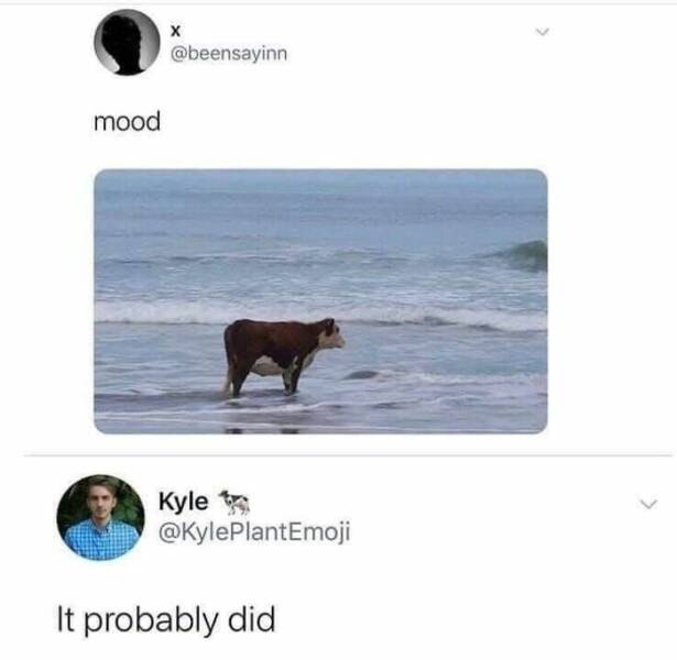 Funny And Adorable Animal Memes For Instant Joy Funny And Adorable Animal Memes For Instant Joy