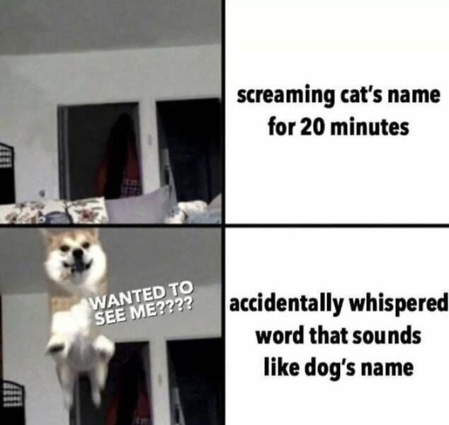 Funny And Adorable Animal Memes For Instant Joy Funny And Adorable Animal Memes For Instant Joy