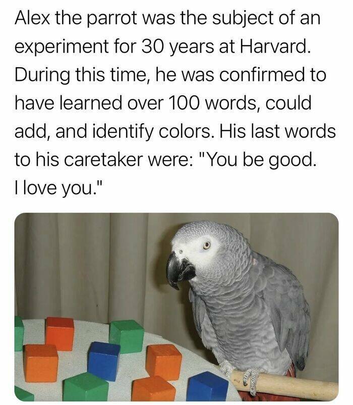 Funny And Adorable Animal Memes For Instant Joy Funny And Adorable Animal Memes For Instant Joy