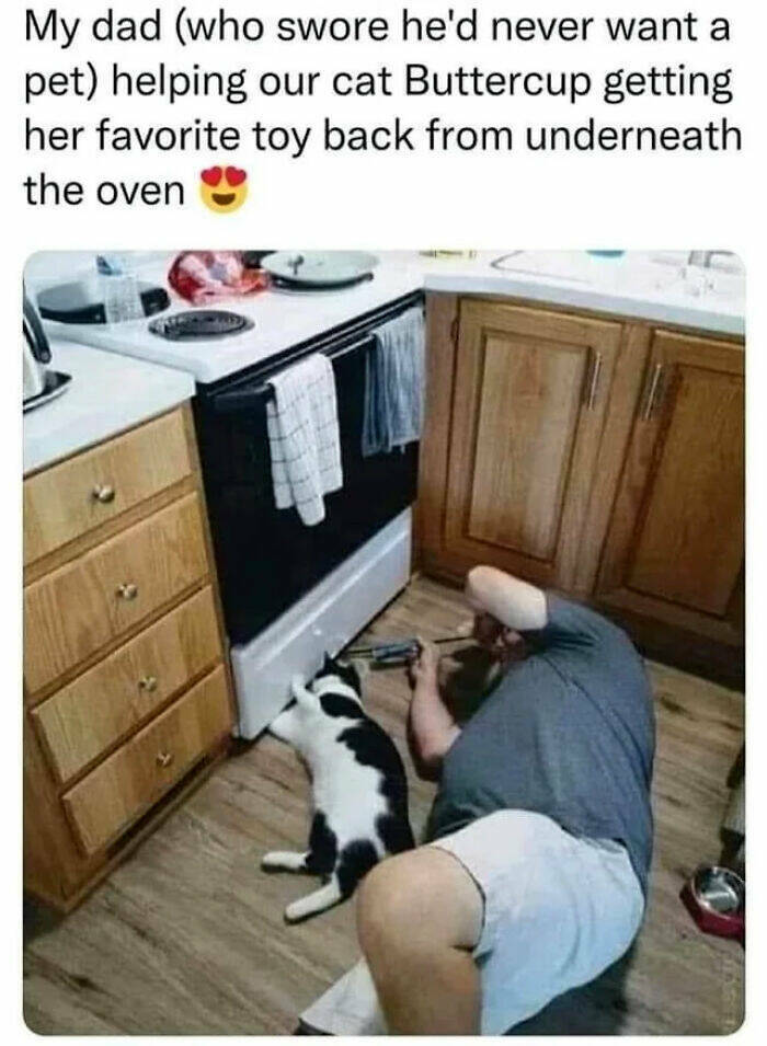 Funny And Adorable Animal Memes For Instant Joy Funny And Adorable Animal Memes For Instant Joy