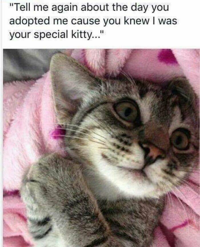 Funny And Adorable Animal Memes For Instant Joy Funny And Adorable Animal Memes For Instant Joy