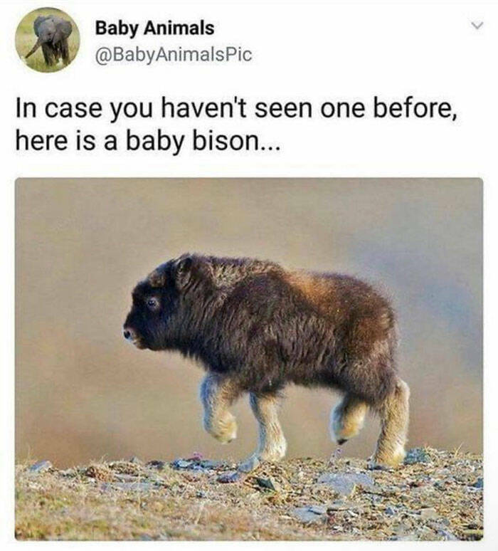 Funny And Adorable Animal Memes For Instant Joy Funny And Adorable Animal Memes For Instant Joy