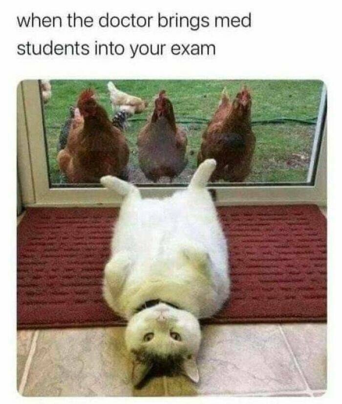 Funny And Adorable Animal Memes For Instant Joy Funny And Adorable Animal Memes For Instant Joy
