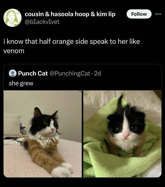 Funny And Adorable Animal Memes For Instant Joy Funny And Adorable Animal Memes For Instant Joy