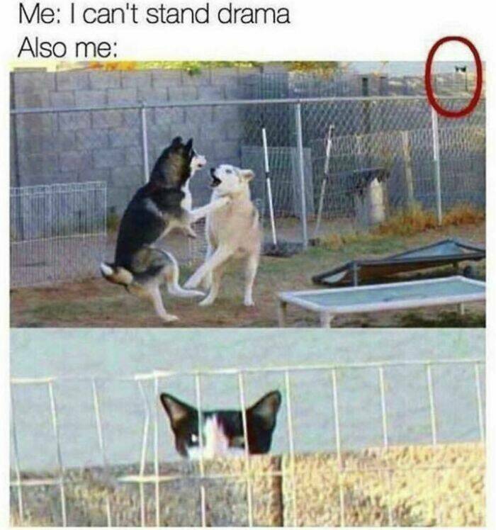Funny And Adorable Animal Memes For Instant Joy Funny And Adorable Animal Memes For Instant Joy